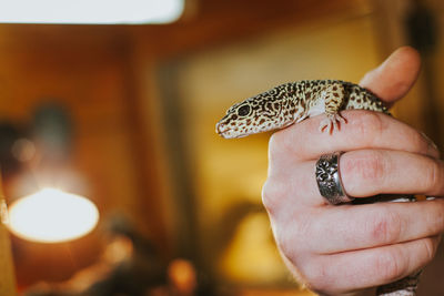 Gecko leopard holded in a hand
