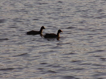 Ducks swimming on lake