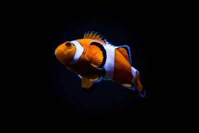 Close-up of fish swimming in aquarium