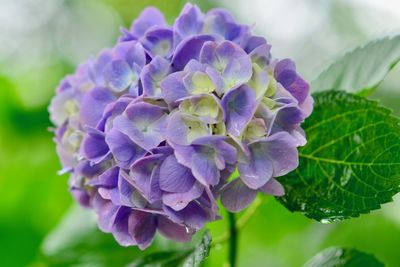 Close-up of purple flowering plant