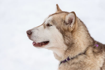 Close-up of a dog looking away