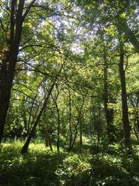 Trees in forest