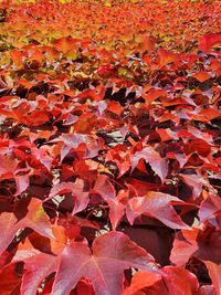 Full frame shot of autumnal leaves on field