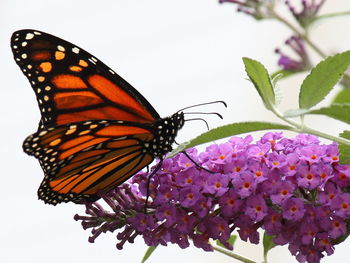 Close-up of butterfly pollinating on pink flower