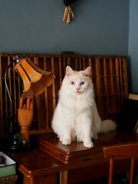 Portrait of cat sitting on sofa at home