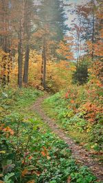 Trees in forest during autumn