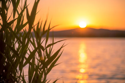 Close-up of silhouette plants against orange sunset sky