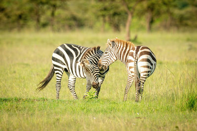 Two plains zebra play fighting in grass