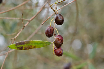 Close up of olive fruits hanging on the branch among the leaves.