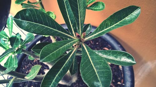 Close-up of fresh green plant