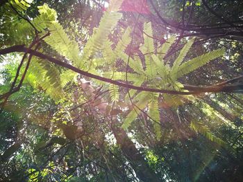 Low angle view of trees