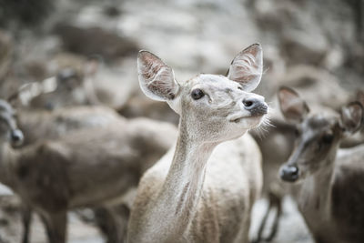 Close-up of deer looking away