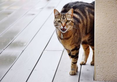 Portrait of cat sitting outdoors