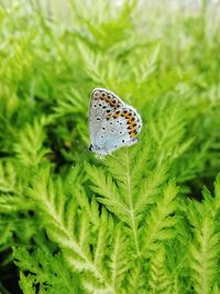 Close-up of butterfly on plant