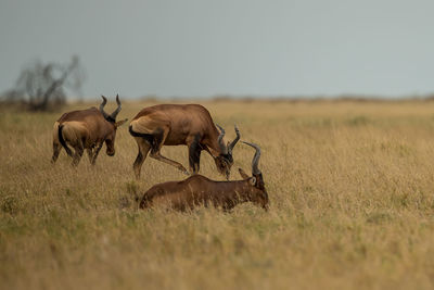 Antelopes standing on grassy land against sky