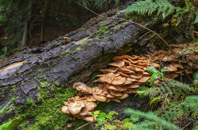 Close-up of mushrooms growing on tree trunk in forest