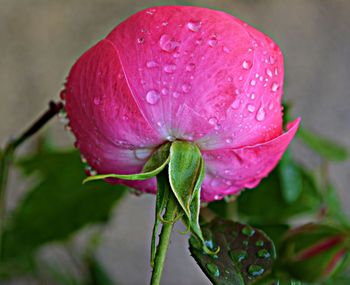 Close-up of pink flowers blooming in park