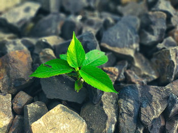 leaf