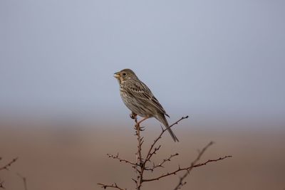 Bird perching on a tree