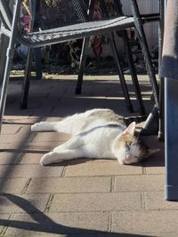 High angle view of cat sleeping