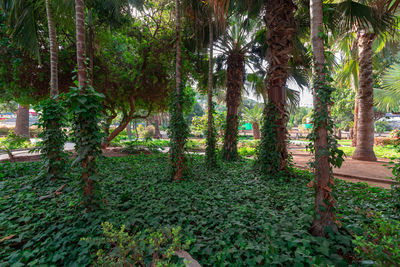 Trees in forest