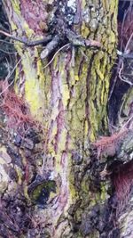 Full frame shot of moss growing on tree trunk