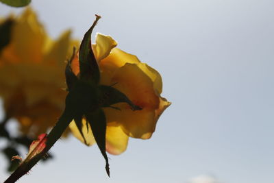 Low angle view of yellow flowering plant against sky