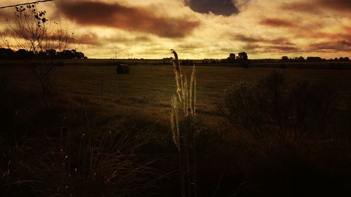 Scenic view of agricultural field against cloudy sky