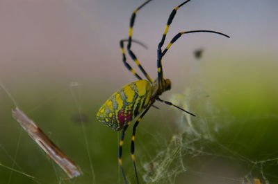 Close-up of insect on plant