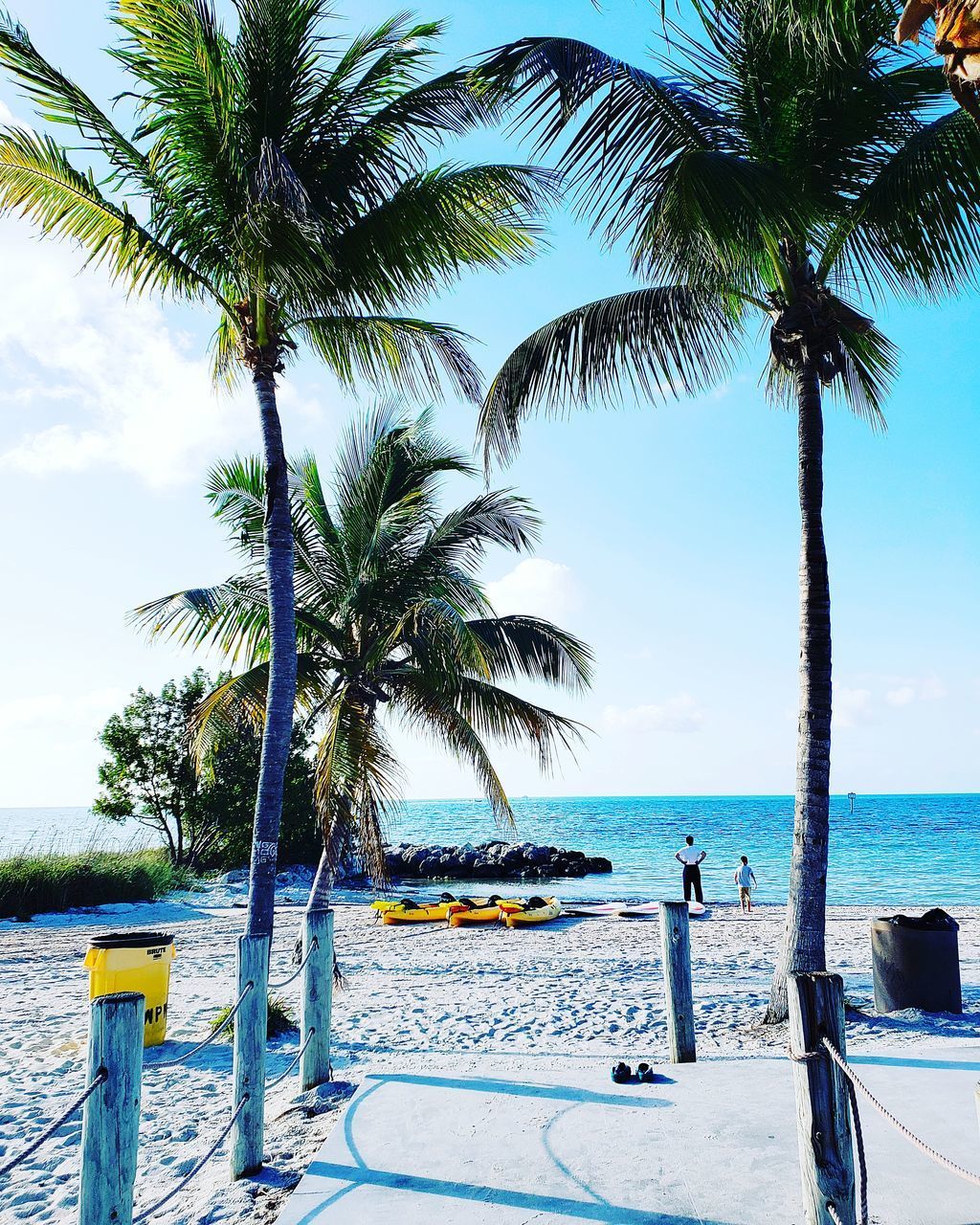 PALM TREE BY SWIMMING POOL AGAINST SEA