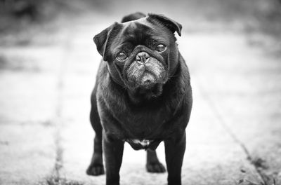 Dog standing on field