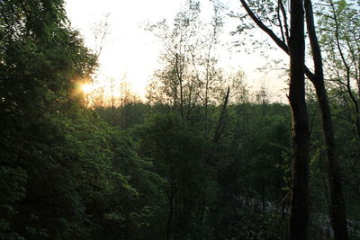 Trees in forest against sky