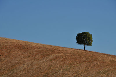 Scenic view of field against clear blue sky