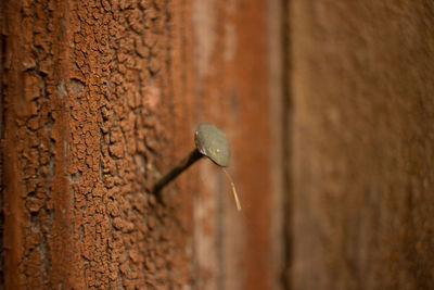 Close-up of a lizard on wall