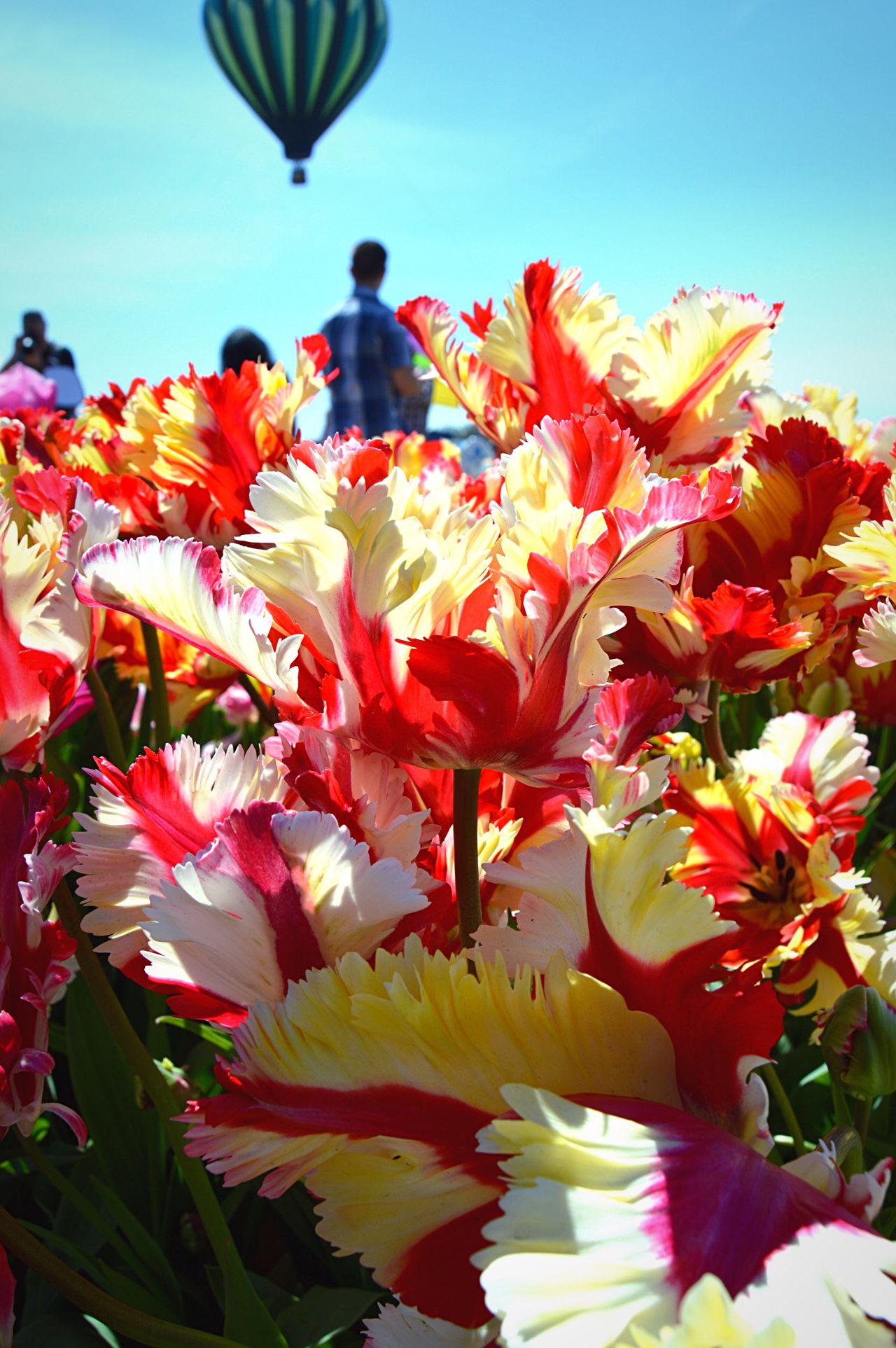 Wooden shoe tulip festival