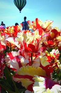 Low angle view of flowers blooming against sky