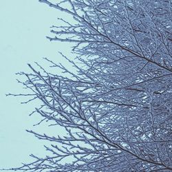 Low angle view of bare trees