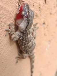 High angle view of lizard on sand