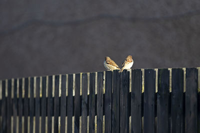 Birds perching on railing