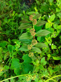 High angle view of flowering plant on field