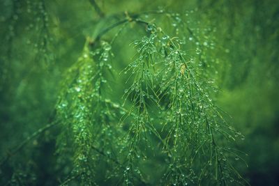 Close-up of raindrops on plant