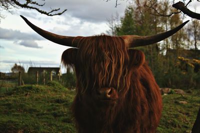 Portrait of highland cattle on landscape