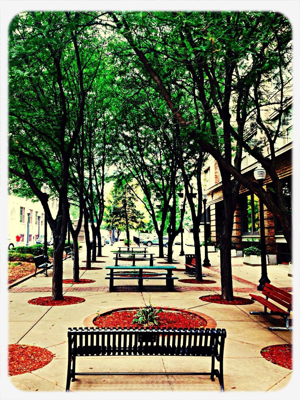 tree, transfer print, bench, auto post production filter, chair, growth, empty, park - man made space, absence, sunlight, seat, park bench, shadow, table, park, nature, railing, day, branch, tranquility