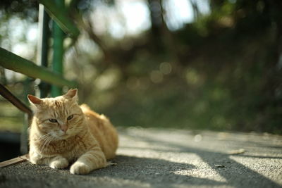A cat living in mt. hachimanyama observatory