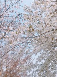 Low angle view of white flowering tree against sky