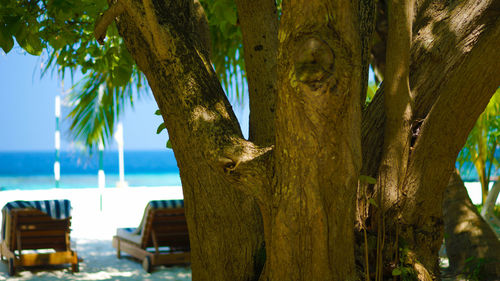 Close-up of bird on tree against sea