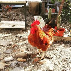 Close-up of rooster on field