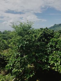 Low angle view of fresh green tree against sky