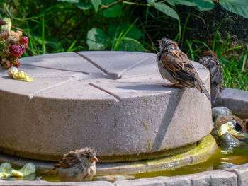 Bird perching on a plant