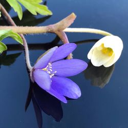 Close-up of water lily blooming outdoors
